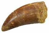 Serrated, Carcharodontosaurus Tooth - Real Dinosaur Tooth #351656-1